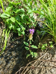 Prunella vulgaris image