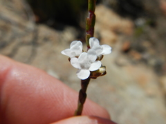 Euchaetis