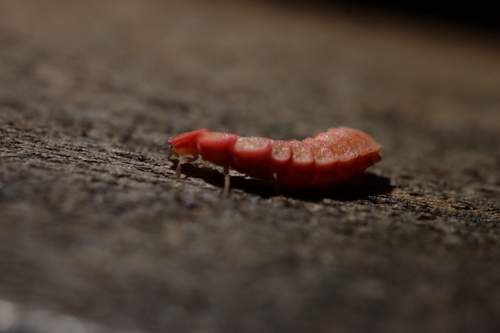 iNaturalist observation photo of California Pink Glowworm