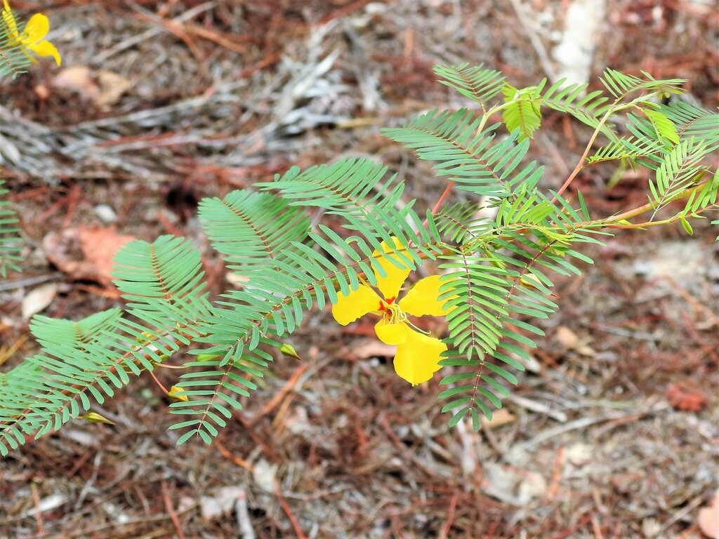 partridge pea from High Ridge Scrub Natural Area 7300 High Ridge Road ...