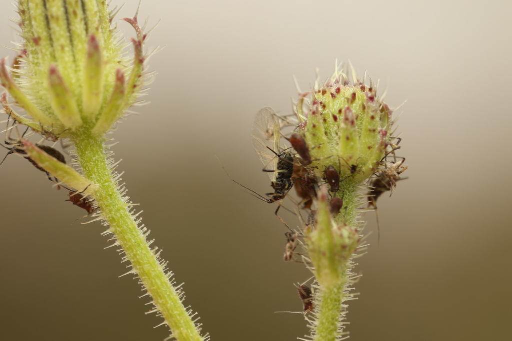 Cowpea Aphid from דרך הרמ