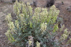 Astragalus oxyphysus
