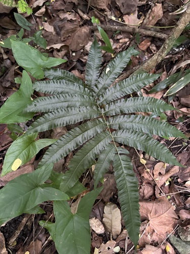 Goniopteris X rolandii