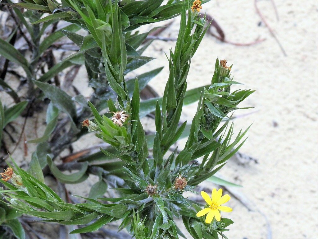 Pityopsis graminifolia latifolia from High Ridge Scrub Natural Area ...