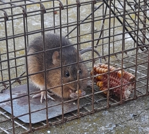 Brazilian Marsh Rat