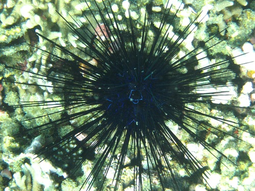 Diadema savignyi
