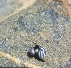 Echinolittorina peruviana