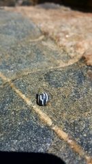 Echinolittorina peruviana