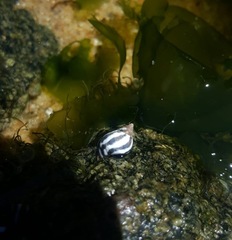 Echinolittorina peruviana