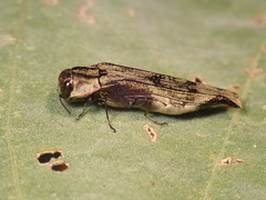 Agrilus langei