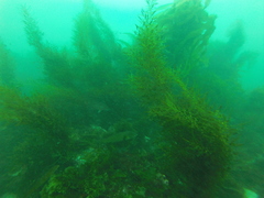 Sargassum horneri