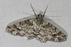 Myrioblephara desumpta