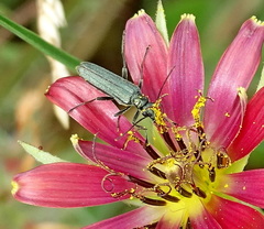 Oedemera virescens
