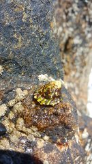 Siphonaria lessonii