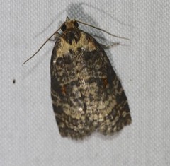 Cryptoptila australana