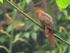 Ruddy Cuckoo-Dove photo 2