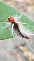 Halysidota cinctipes