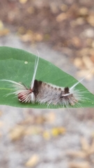 Halysidota cinctipes