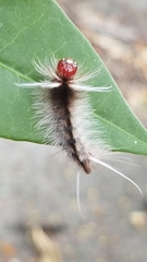 Halysidota cinctipes