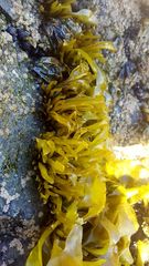 Mazzaella laminarioides