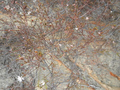 Euchaetis