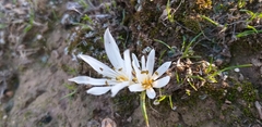 Angiospermae