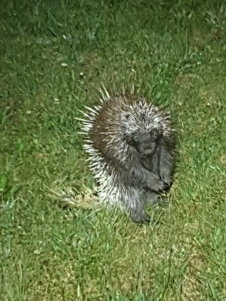 North American Porcupine from Brooktondale, NY 14817, USA on June 15