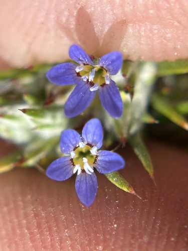 Pretty Blue Woolly-Star (Eriastrum calocyanum)