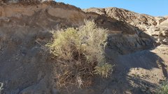 Atriplex canescens laciniata