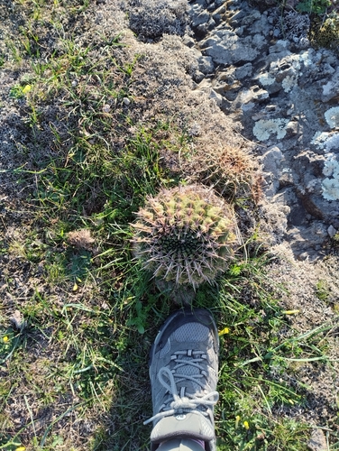 Parodia mammulosa