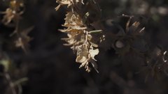 Atriplex canescens laciniata