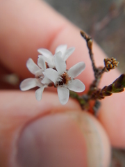 Euchaetis