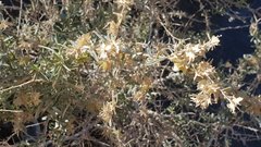 Atriplex canescens laciniata