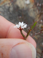 Euchaetis