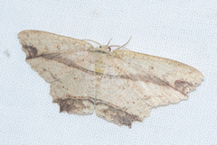 Cyclophora melitia