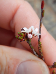 Euchaetis