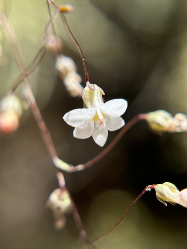 large-flowered nemacladus (Nemacladus secundiflorus)