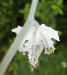 Tremulicerus distinguendus