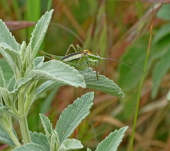 Poecilimon macedonicus