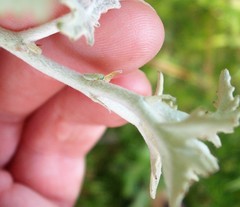 Tremulicerus distinguendus