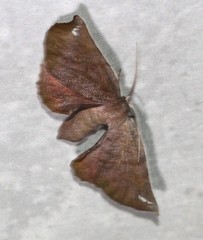 Parepisparis multicolora