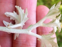 Tremulicerus distinguendus