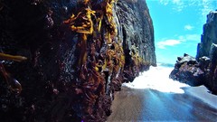 Mazzaella laminarioides