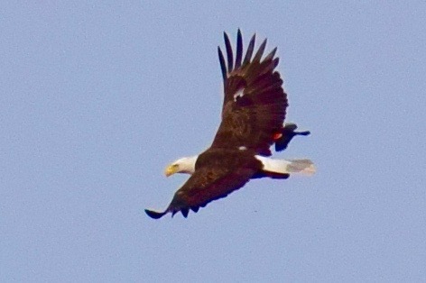 Bald Eagle photographed in Pennsylvania