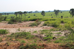 Alcelaphus buselaphus lelwel