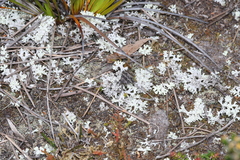 Dichromodes ainaria