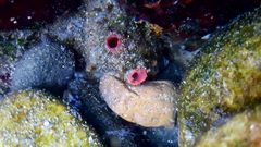 Pyura chilensis