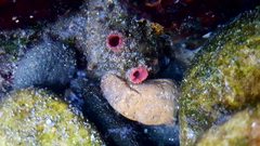 Pyura chilensis