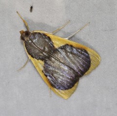 Prooedema inscisalis