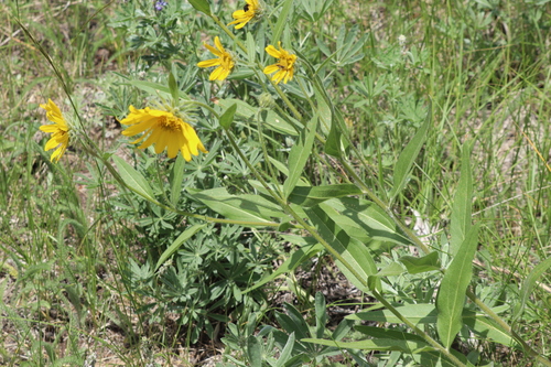 Image of Helianthella uniflora by no rights reserved